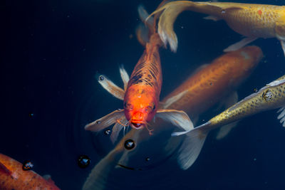 Close-up of fish in sea