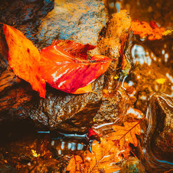 High angle view of maple leaves on tree during autumn