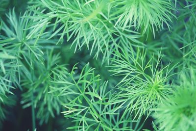 Close-up of pine tree