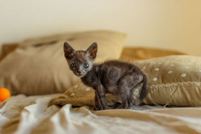 Close-up portrait of cat on bed