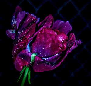 Close-up of flower against black background