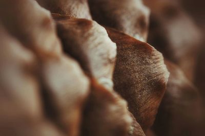 Close up of a plant