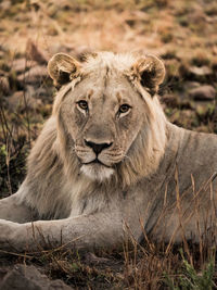 Portrait of lion