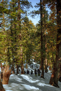 Group of people by trees in forest