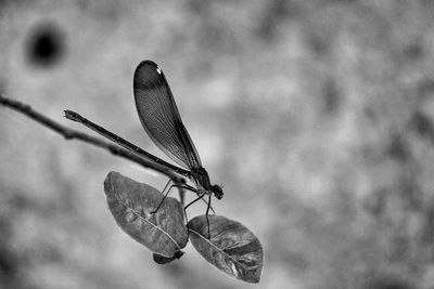 Close-up of dragonfly