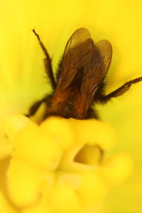 Close-up of bee pollinating on yellow flower