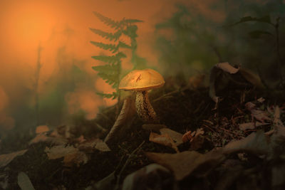 Close-up of mushroom growing on field