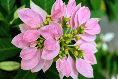 Close-up of pink flowers blooming outdoors