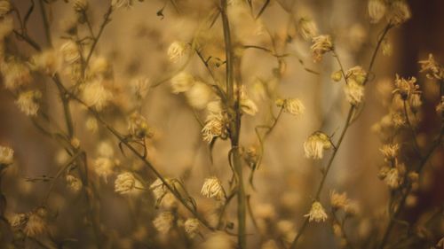 Close-up of flowering plants against the sky