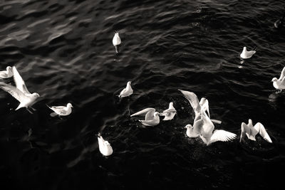 High angle view of seagulls in lake