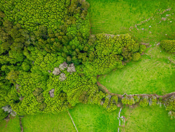 High angle view of tree trunk