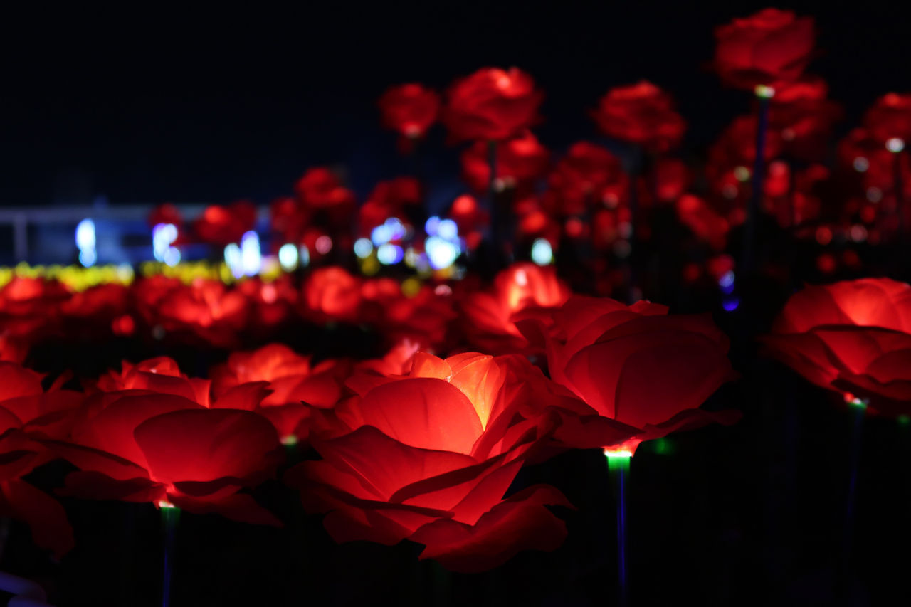 red, flower, plant, flowering plant, beauty in nature, night, petal, nature, freshness, no people, close-up, illuminated, celebration, event, outdoors, focus on foreground, pink, fragility, flower head, rose