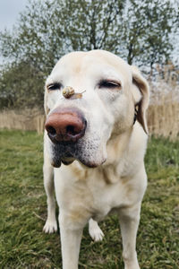 Close-up portrait of dog on field