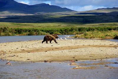 Horse in a lake