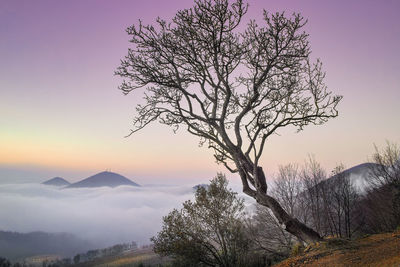 Bare tree against sky during sunset