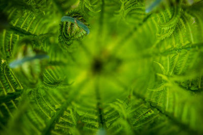 Close-up of fern leaves