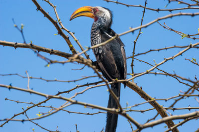 Low angle view of yellow-billed hornbill perching on bare tree against clear sky
