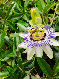 Close-up of purple flower