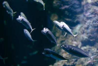 Close-up of fishes swimming in sea