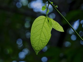 Close-up of plant