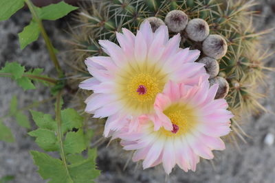 High angle view of purple flowering plant