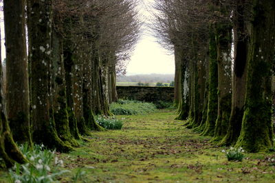 Dirt road passing through forest