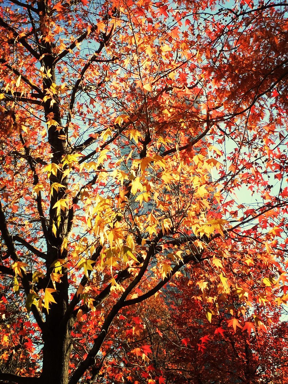 tree, autumn, branch, change, beauty in nature, season, nature, tranquility, growth, low angle view, orange color, scenics, tranquil scene, leaf, sky, outdoors, no people, idyllic, sunlight, tree trunk