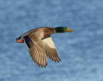 Bird flying over lake