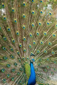 Close up view of the peacock