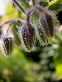 Close-up of flowering plant against blurred background