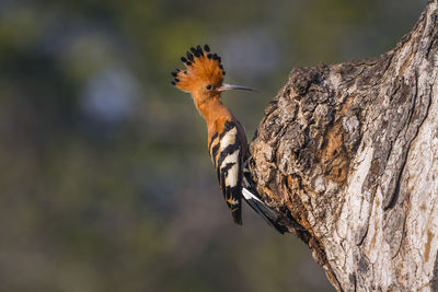 Close-up of a bird perching on a tree