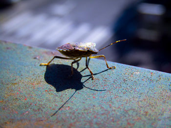 Close-up of insect on leaf