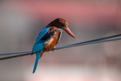 Close-up of bird perching on branch