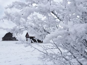 winter