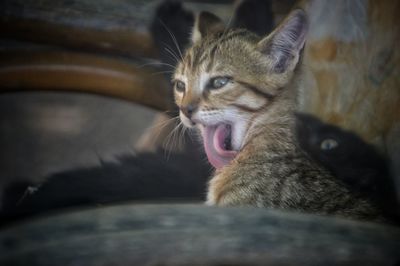 Close-up of a cat