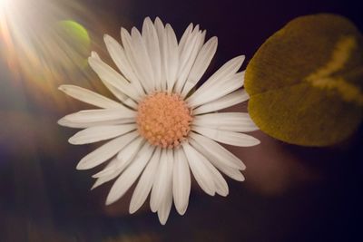 Close-up of white daisy flower