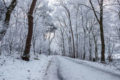 Snow covered trees in forest