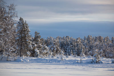 Trees on snow covered land against sky