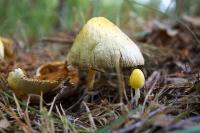 Close-up of mushroom growing on field