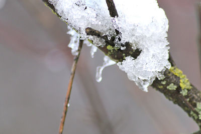 Close-up of frozen plant