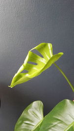 Close-up of green leaf