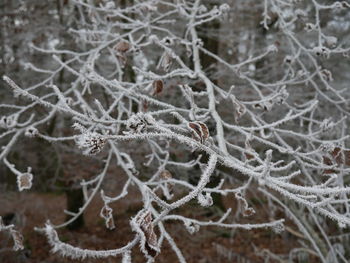 Close-up of frozen spider web