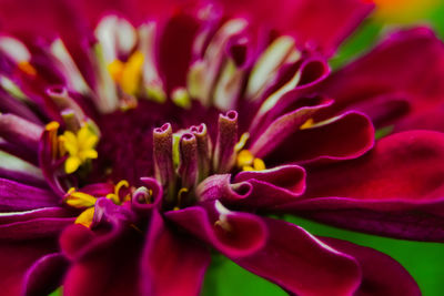 Close-up of purple flowering plant