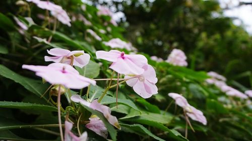 Close-up of pink flowers