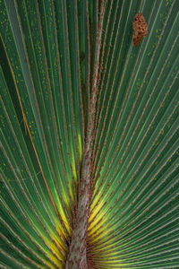 Close-up of palm leaf