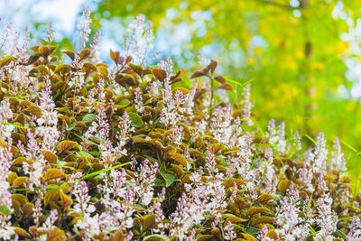 Close-up of flowers