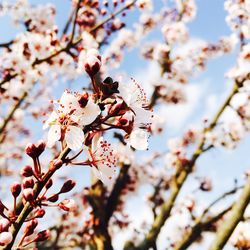 Low angle view of cherry blossom tree