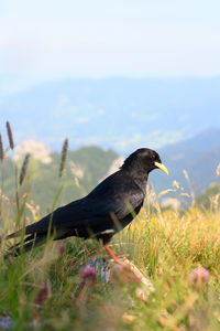 Close-up of bird perching on grass against sky