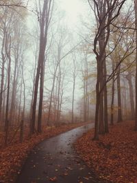 Road passing through forest