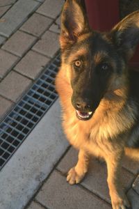 Portrait of german shepherd on footpath